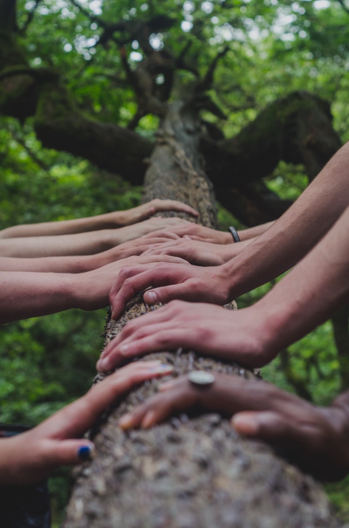 shane-rounce-DNkoNXQti3c-unsplash Hands on Truck of Tree