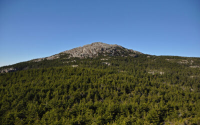 The Resilient but Ever-changing Forests of Mt. Monadnock