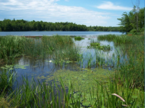 wetland image